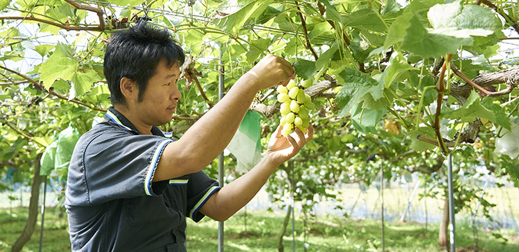 Tanaka Grape Garden