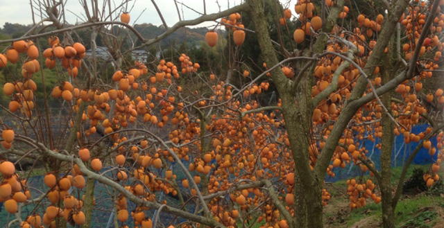 PRODUCTS - PERSIMMONS